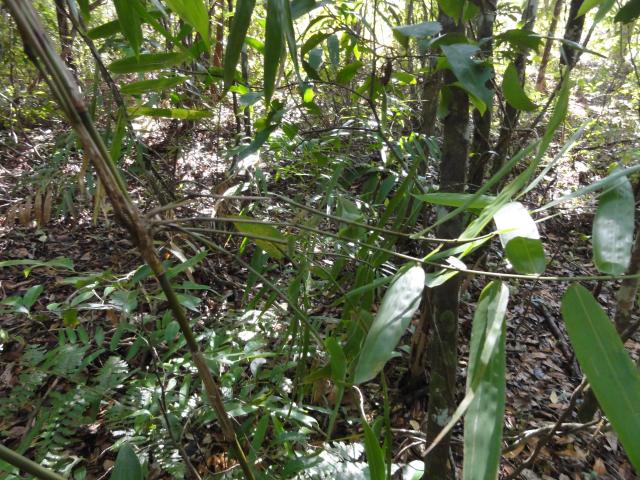 20110705 Fazenda Bambu herbaceo 007.jpg