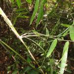 20110705 Fazenda Bambu herbaceo 008.jpg
