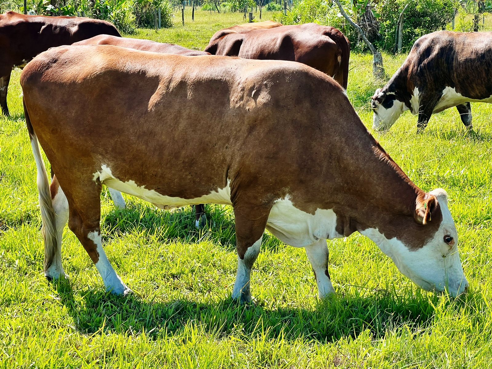 20230427 Fazenda Bovinocultura Venda Vaca 885465