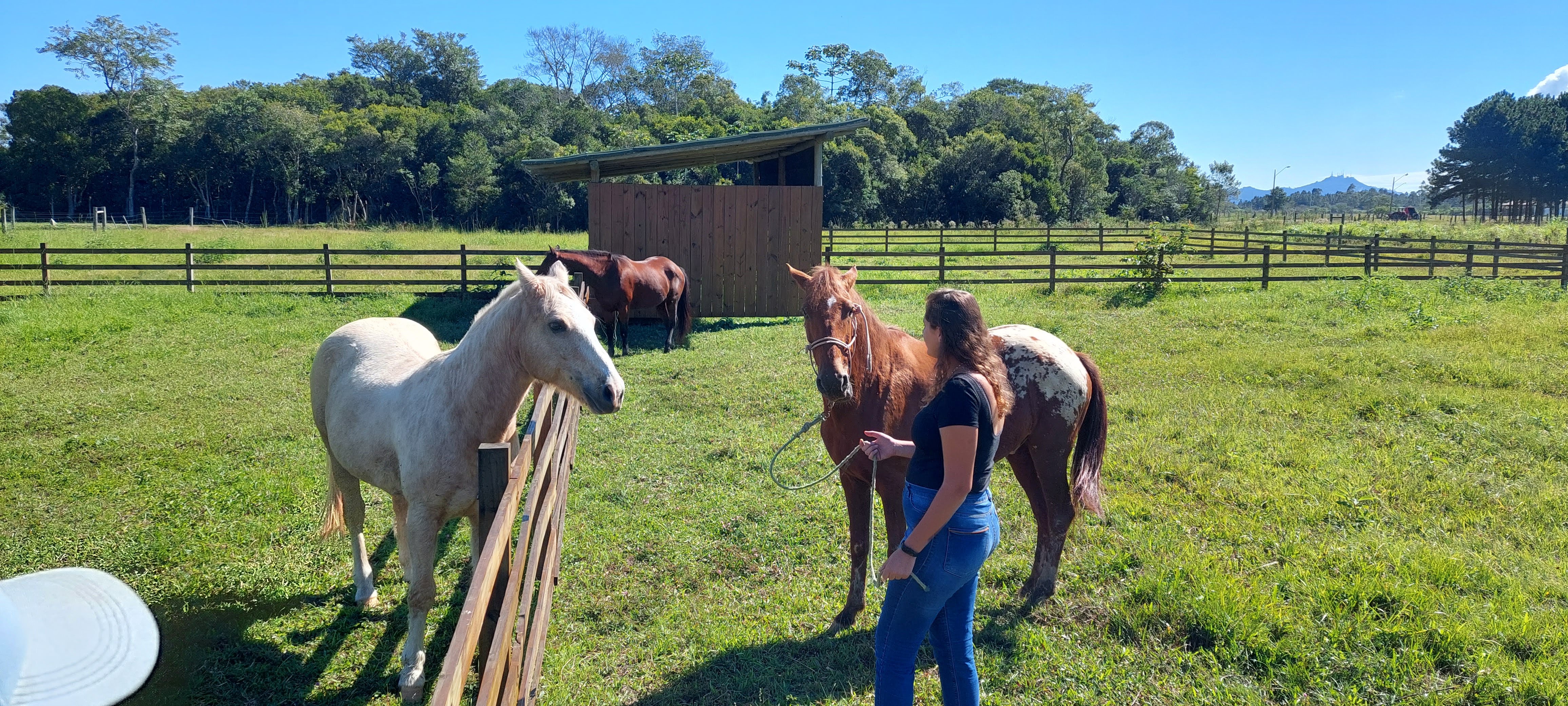 20230427 Fazenda Equinocultura Chegada Cavalos 104919