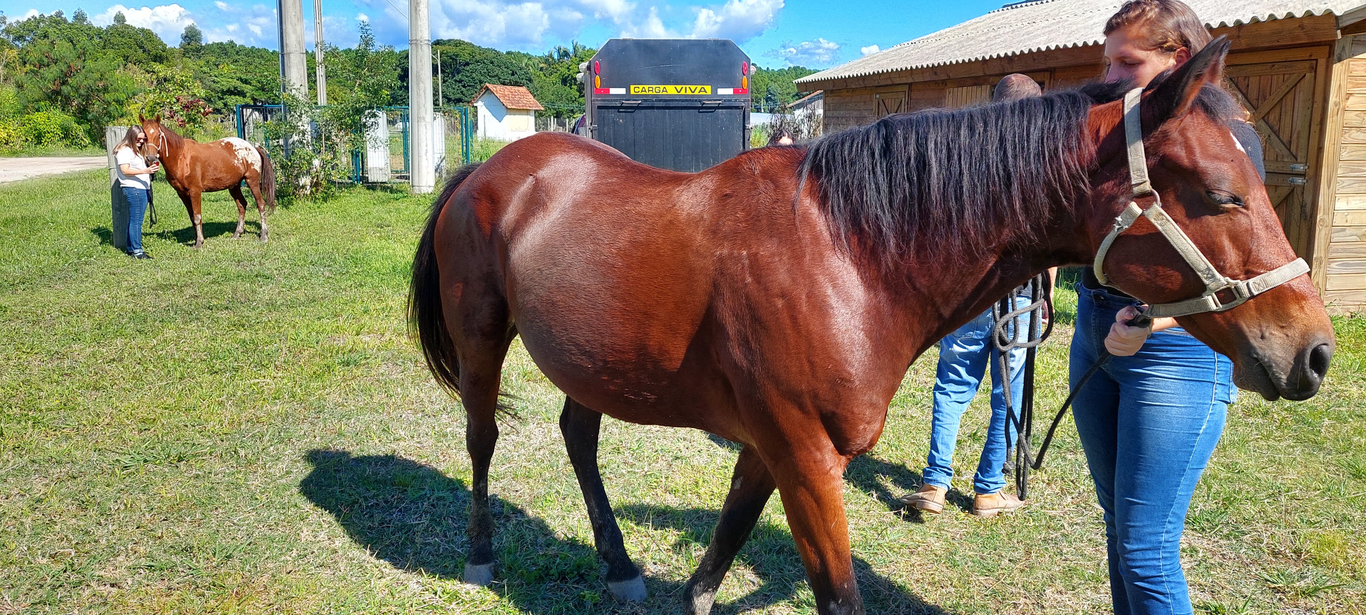 20230427 Fazenda Equinocultura Chegada Cavalos 103942