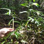 20110705 Fazenda Bambu herbaceo 002.jpg