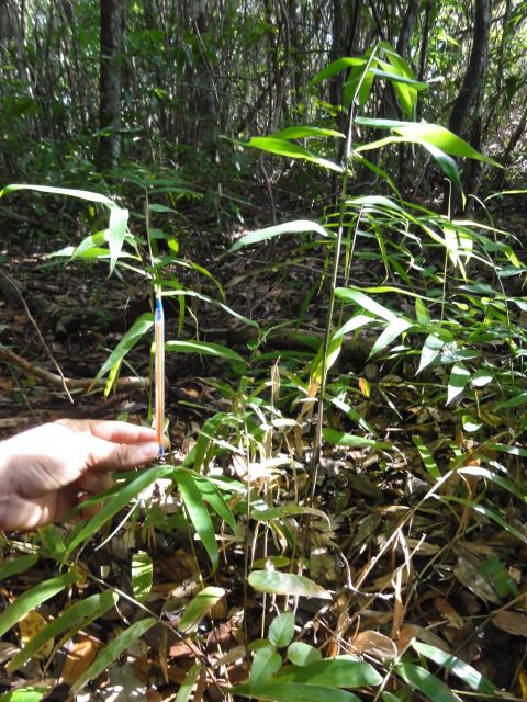 20110705 Fazenda Bambu herbaceo 002.jpg