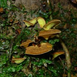 Boletinellus exiguus