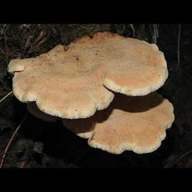 Bondarzewia guaitecasensis
