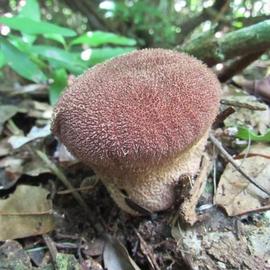 Calvatia guzmanii