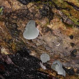 Campanella aeruginea