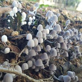 Coprinellus disseminatus