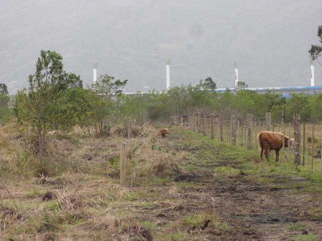 20110725 Fazenda Piqueteamento bovinocultura 001.jpg