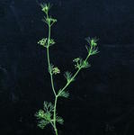 Cyclospermum leptophyllum - Foto_ Harry Rose(1) (1)