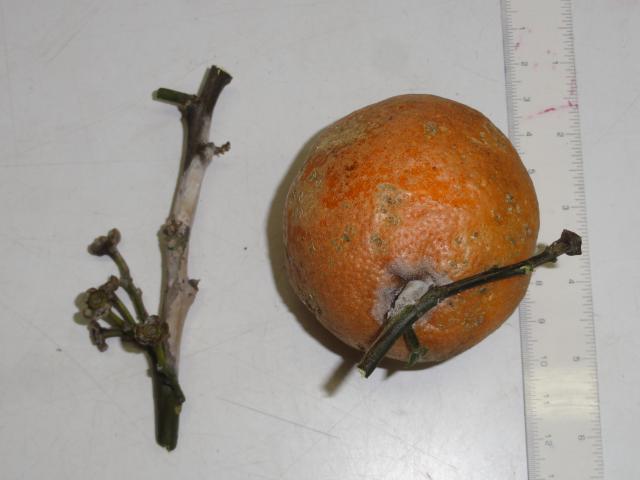 20110802 Fazenda Doença Citrus 003.jpg