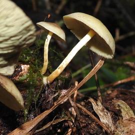 Hypholoma subviride