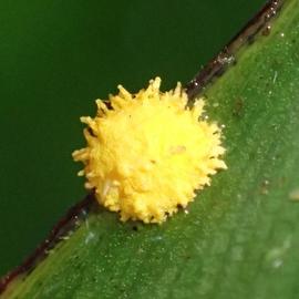 Hypocrella hirsuta