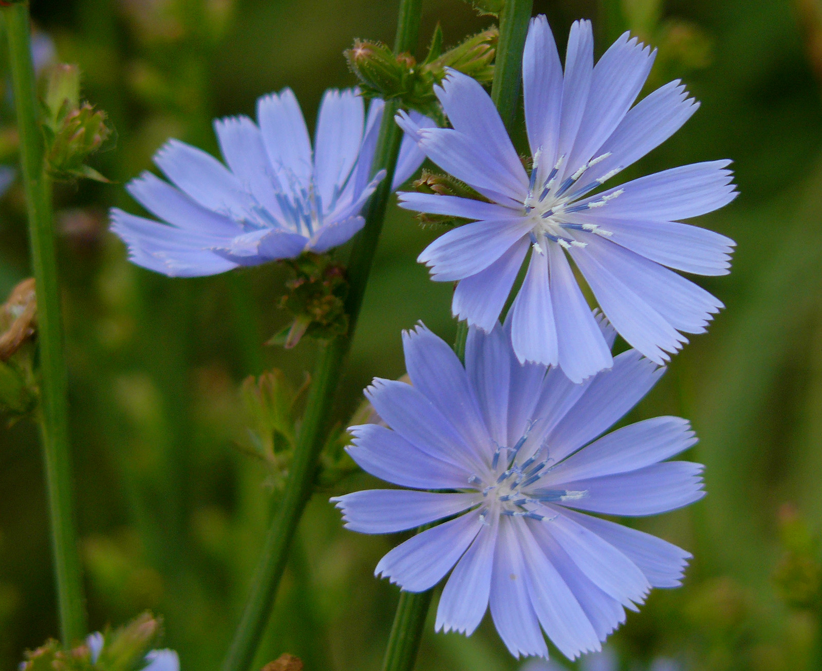Cichorium intybus - Foto Manfred Heyde