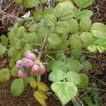 Rubus niveus - Foto Forest Starr  e Kim Starr