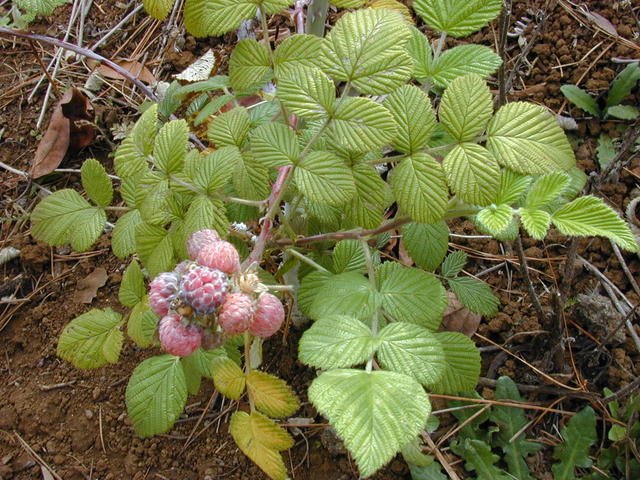 Rubus niveus - Foto Forest Starr  e Kim Starr