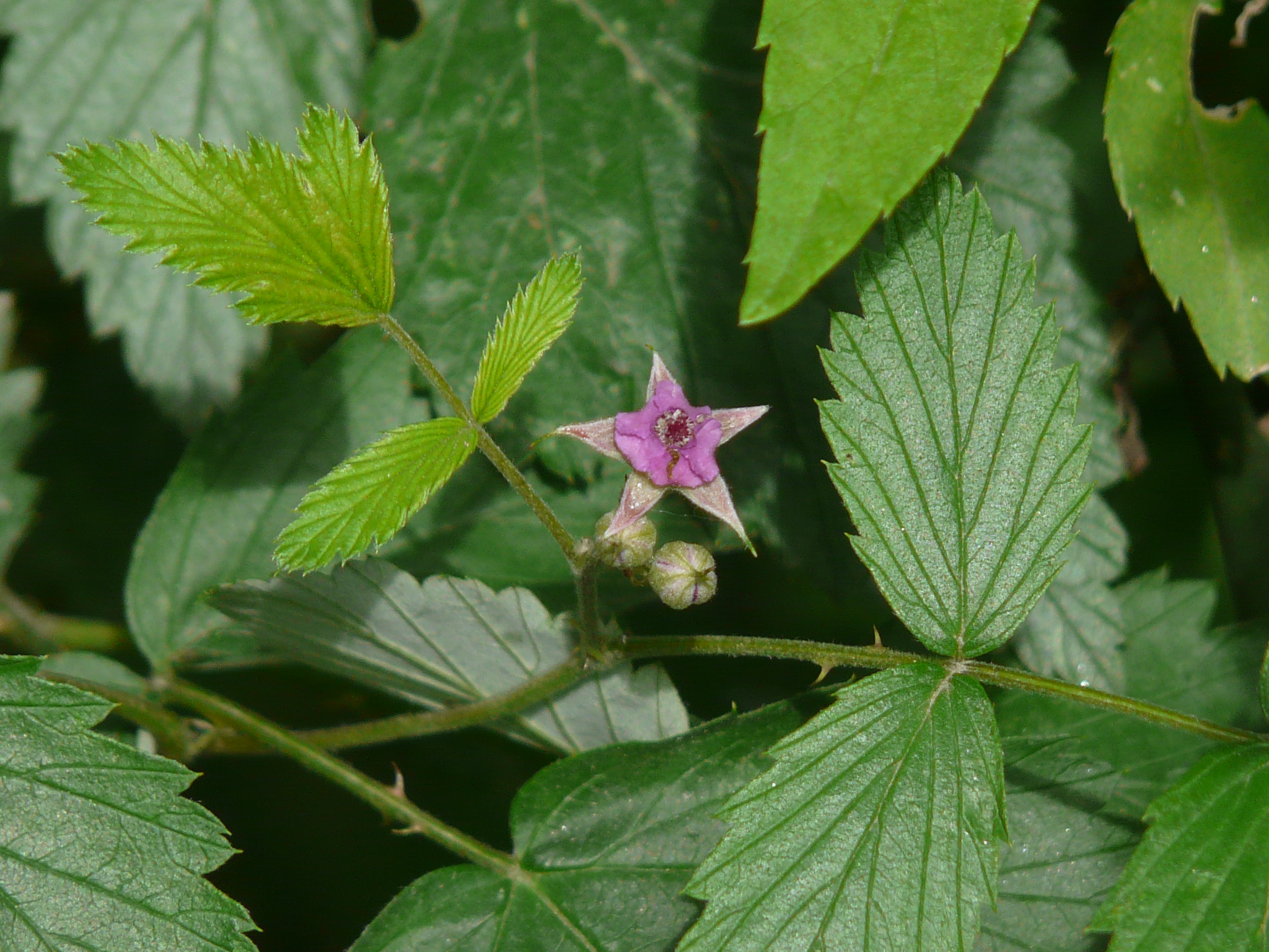 Rubus niveus_- Foto_ Dinesh Valke