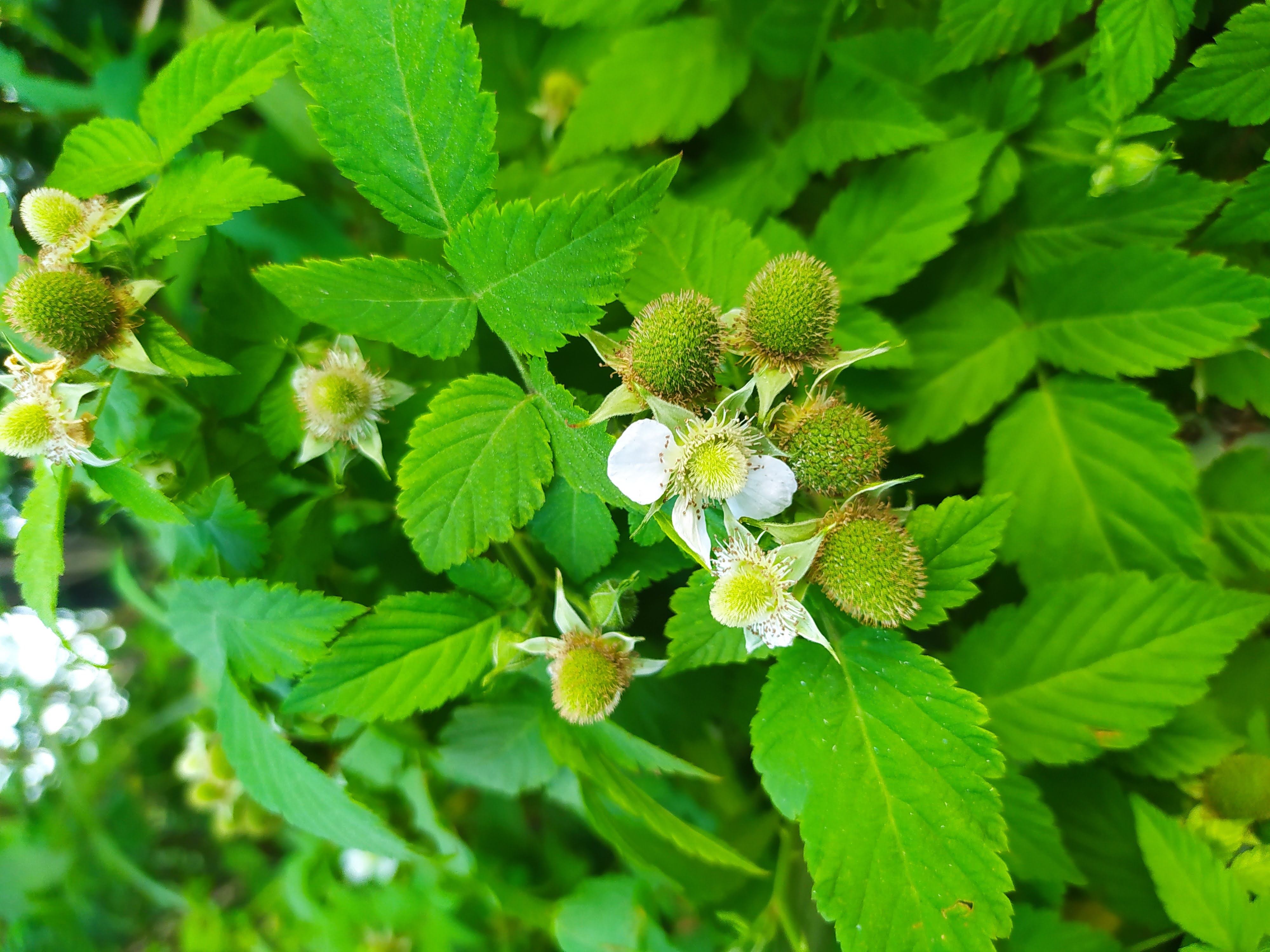 Rubus rosifolius- Foto_ Ana Clara Farias