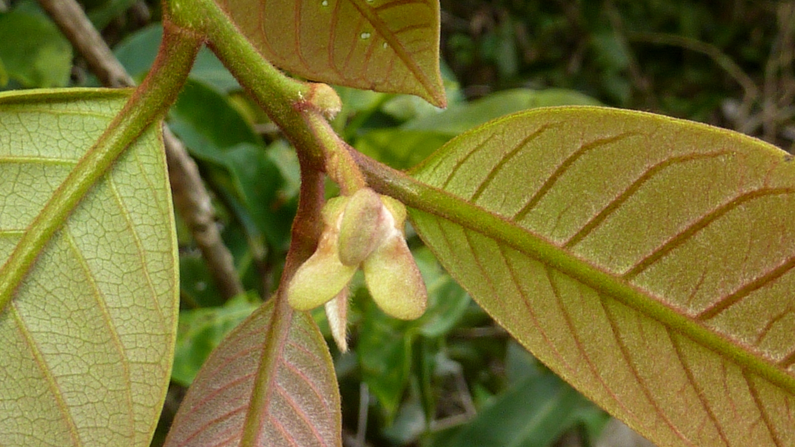 Annona sylvatica - Foto Alex Popovkin