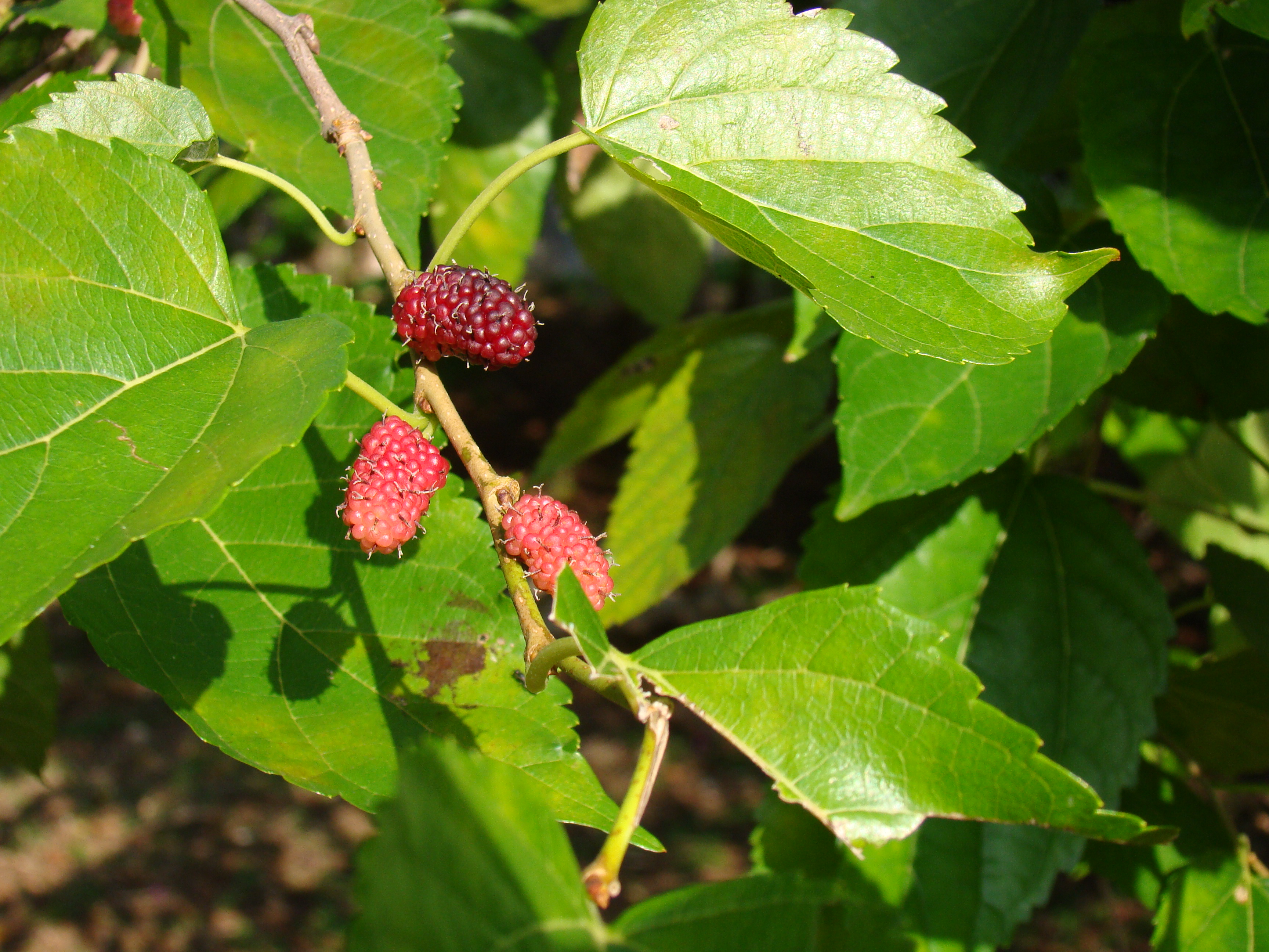 Morus alba - Foto_ Mauro Halpern