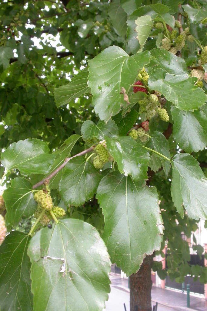 Morus alba - Foto Andre Abrahami