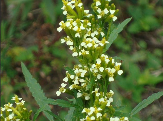 Tagetes minuta