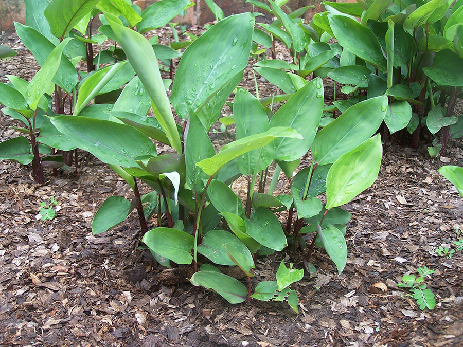 Maranta arundinacea - Foto_ François Delonnay