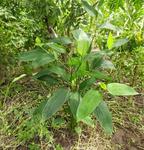 Maranta arundinacea - Foto Obed Palagot Echavarria