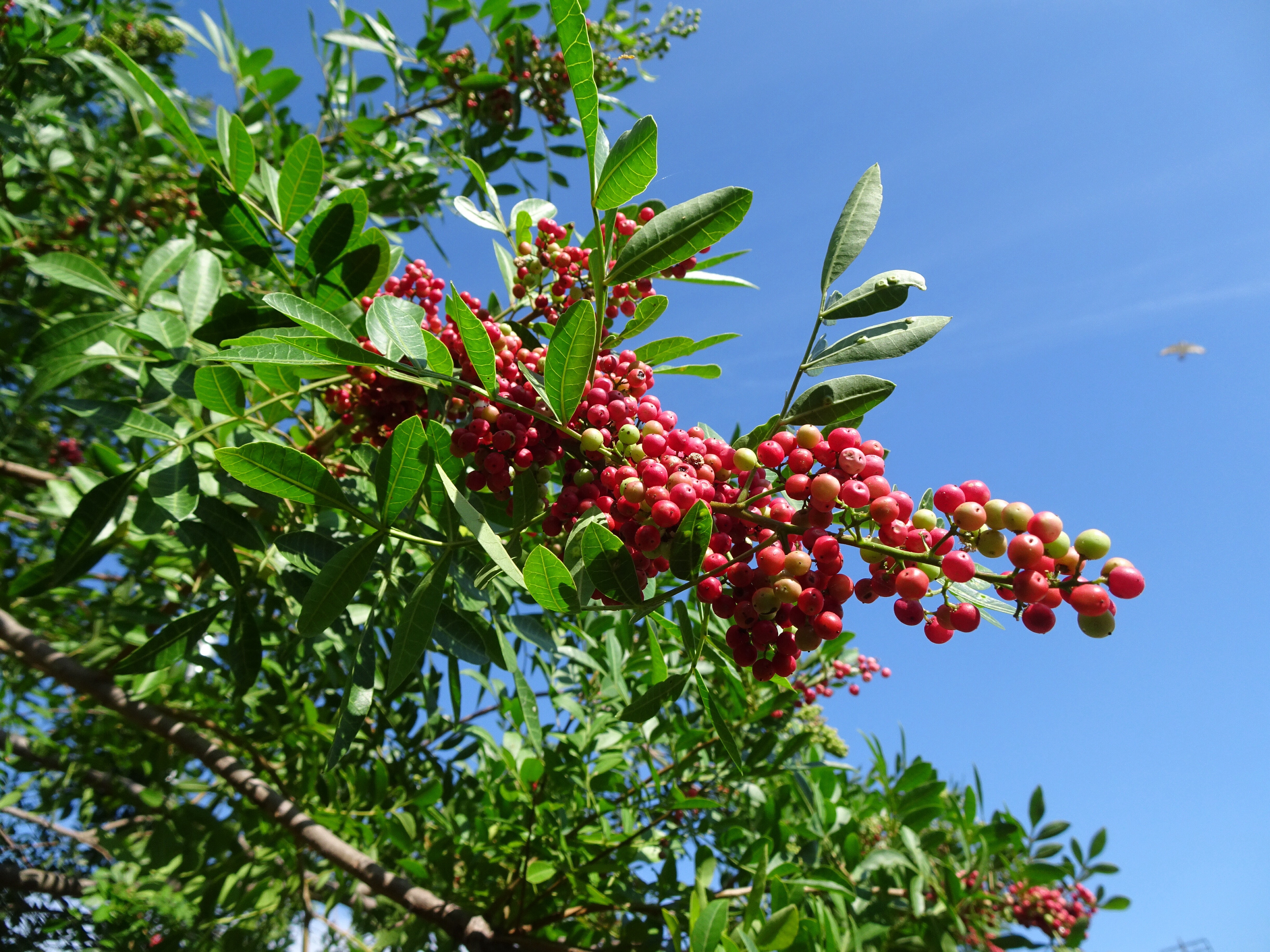 Schinus terebinthifolia_- Foto _Mauro Halpern