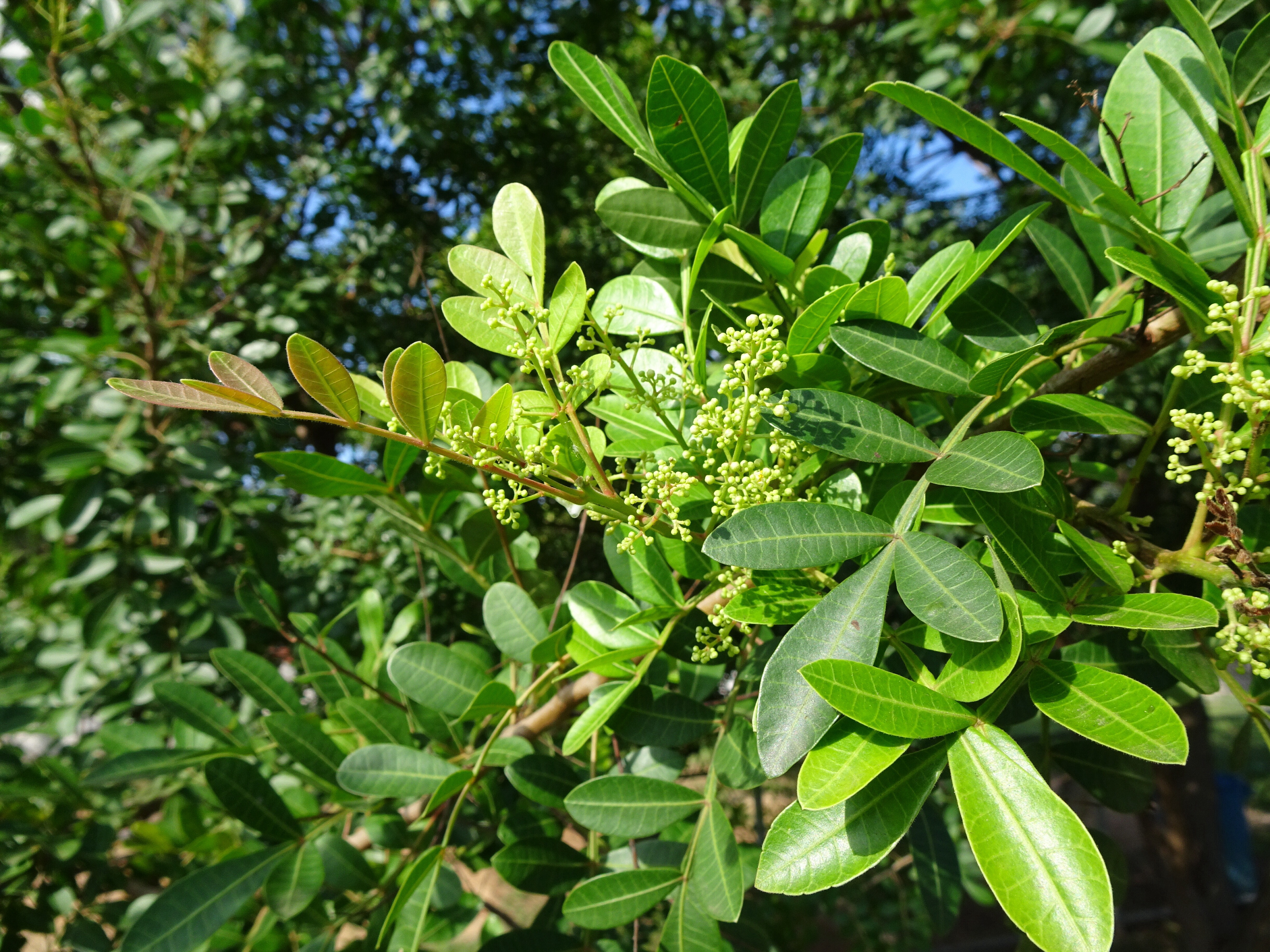 Schinus terebinthifolia - Foto_ Mauro Halpern