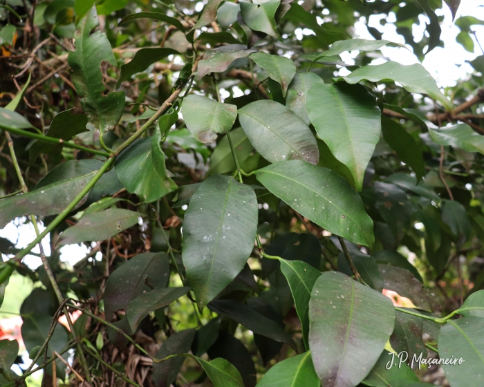 Garcinia gardneriana Foto João Paulo de Maçaneiro