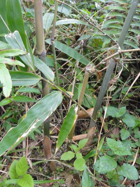 20110818 Fazenda Bambu Dendrocalamus um ano lado do Remas 001.jpg