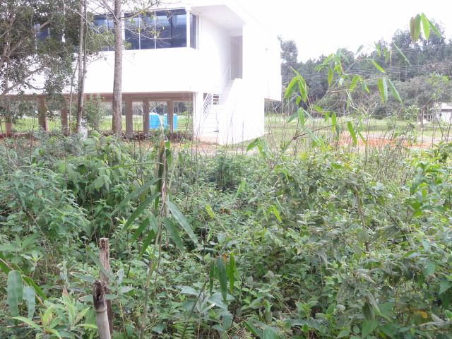 20110818 Fazenda Bambu Dendrocalamus um ano lado do Remas 003.jpg