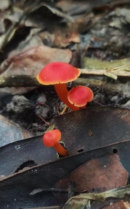 Hygrocybe sp.