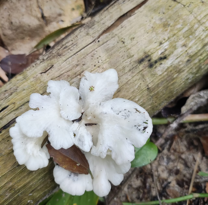 Favolus brasiliensis