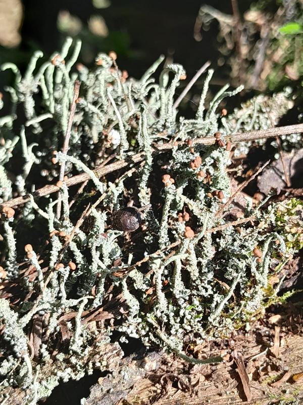 Cladonia sp. 