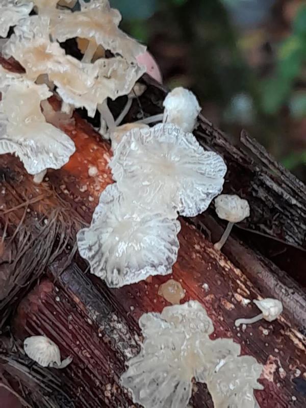 Marasmiellus sp.