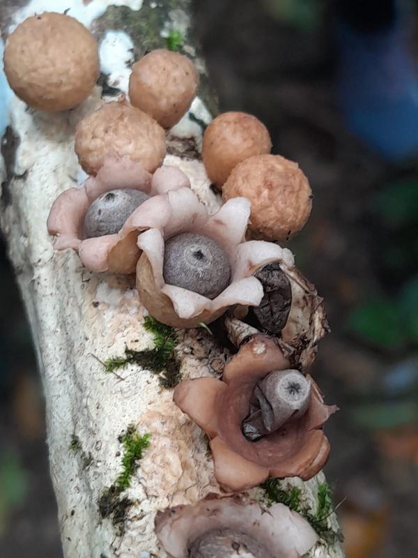 Geastrum schweinitzii 