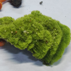 Coenogonium sp (1)