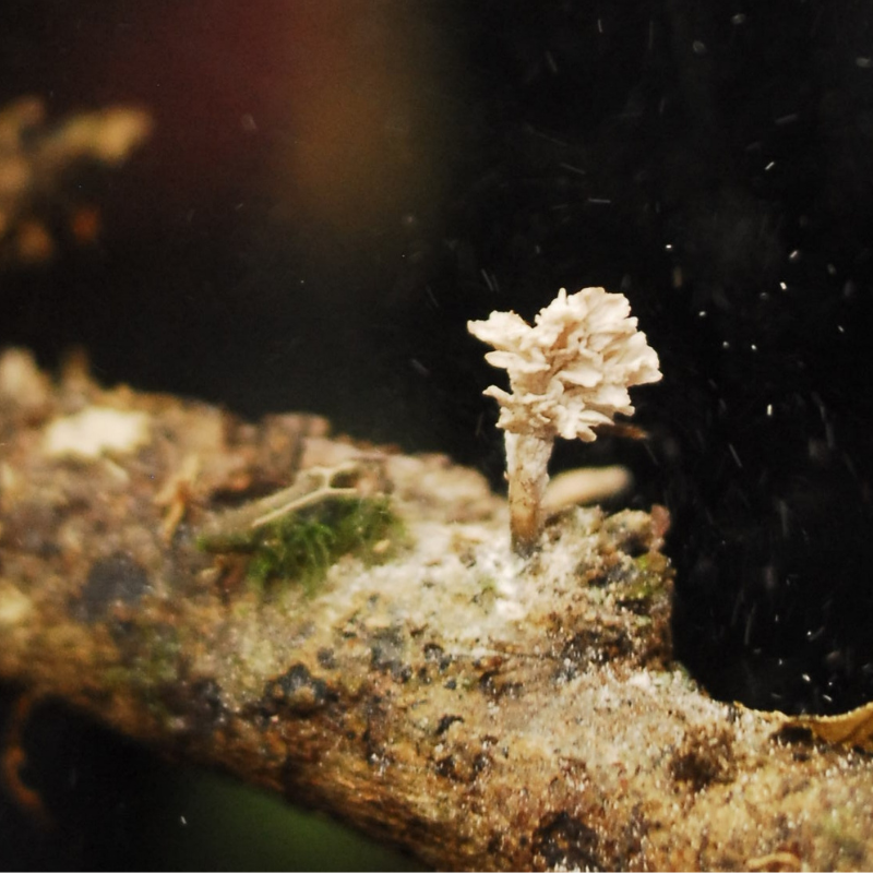 Xylaria cf. fabelliformis (1)