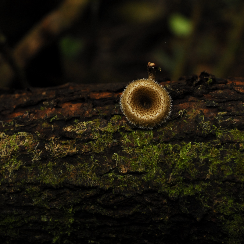 Lentinus crinitus (1)