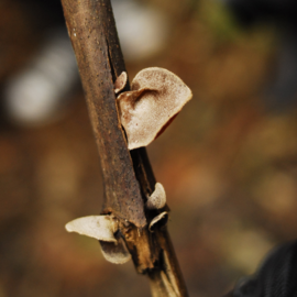 Auricularia polytricha (1)