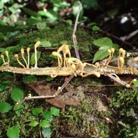 Beauveria diapheromeriphila