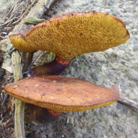 Boletinellus rompelii