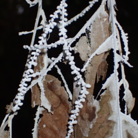 Brunneocorticium corynecarpon
