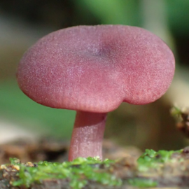 Callistosporium amazonicum