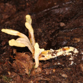 Cordyceps militaris