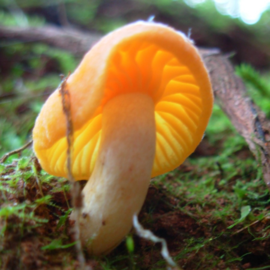 Cuphophyllus pratensis