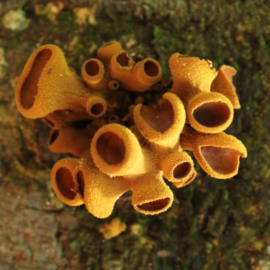 Encoelia heteromera