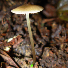 Entoloma albertinae
